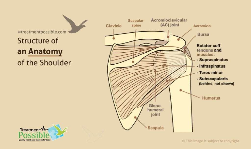 An infographic showing the structural anatomy of the human shoulder