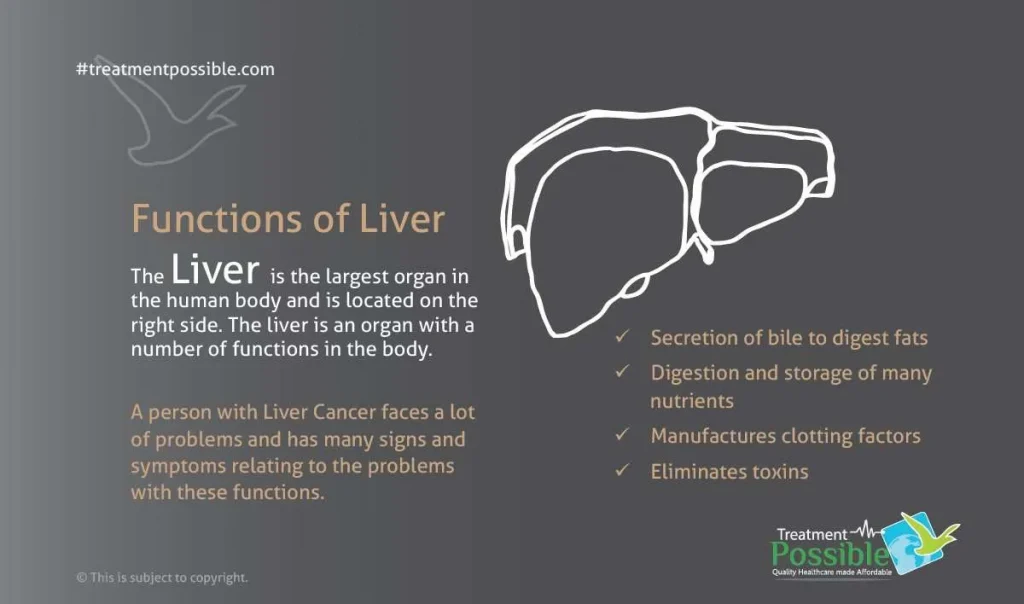 about liver cancer